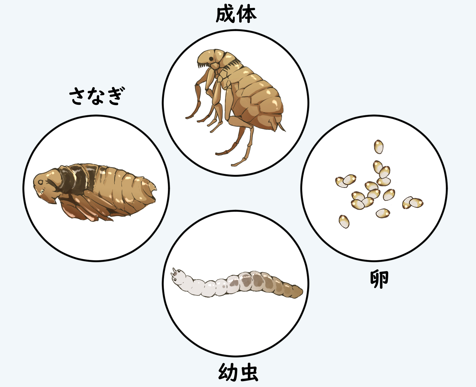 ノミ駆除最強の手段とは?塩やハッカ油の活用法も解説|害獣と害虫の対策ガイド