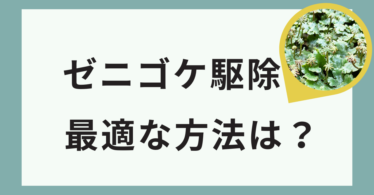 ゼニゴケ駆除に最適な方法は？効果的な対策と環境改善のコツ
