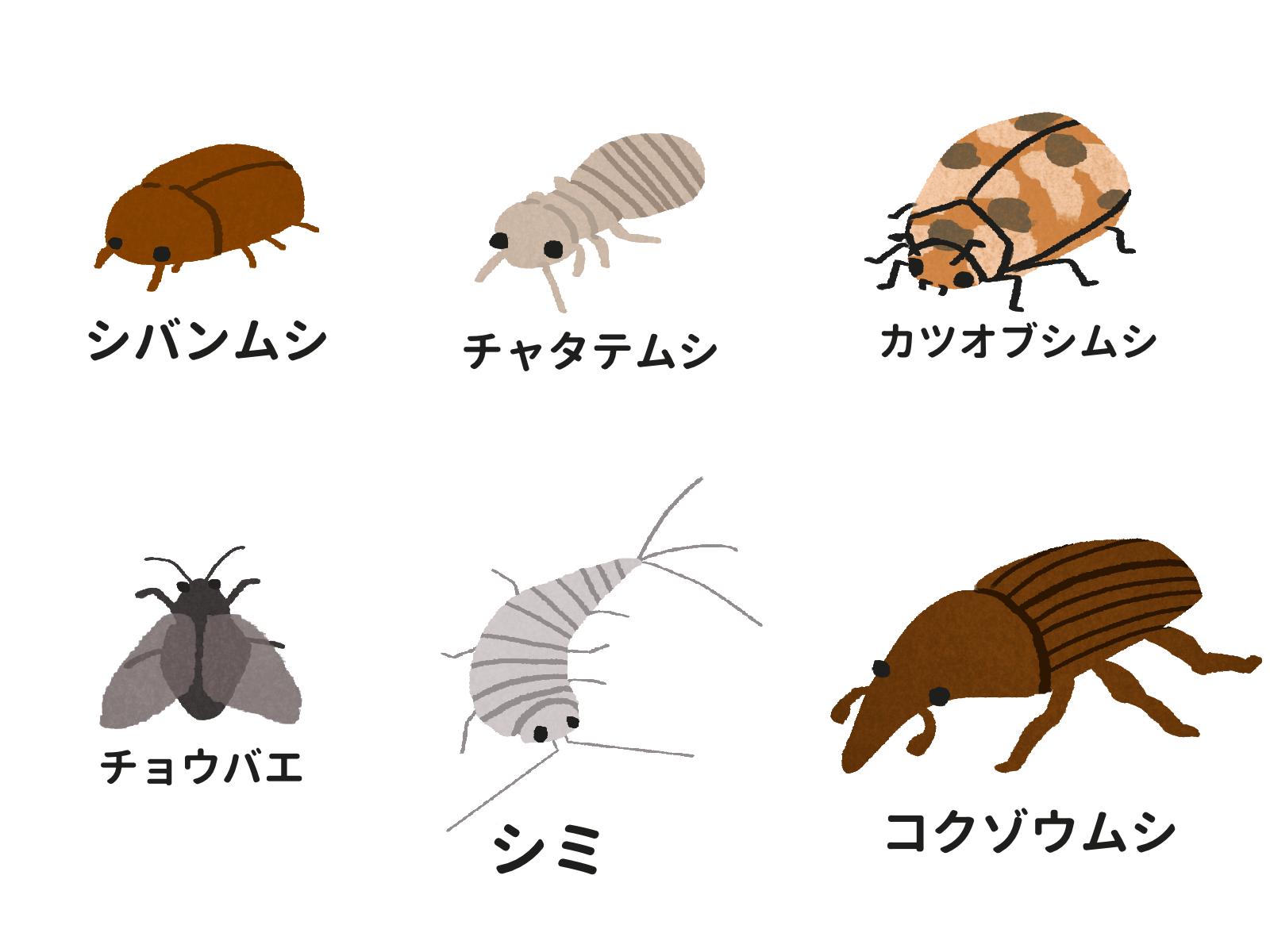 置くだけでチャタテムシ駆除できる？市販グッズと掃除で対策｜害獣と害虫の対策ガイド