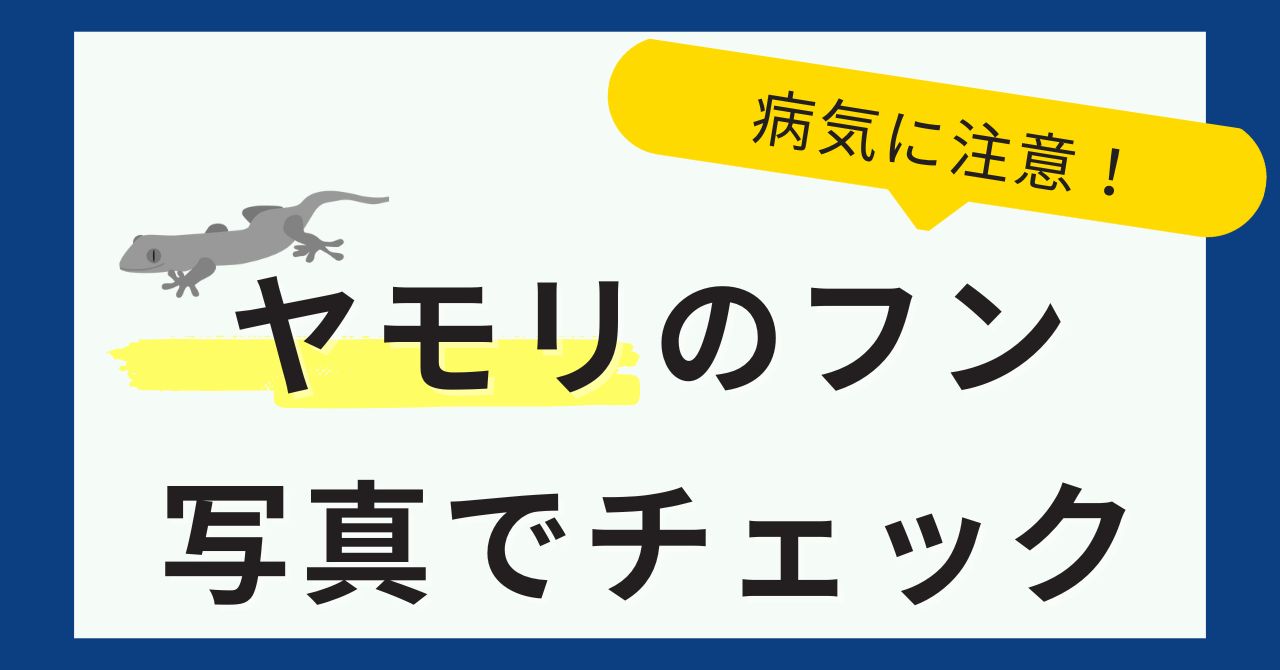 ヤモリのフンを写真でチェック＆病気に注意！掃除の仕方