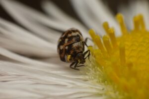 カツオブシムシの幼虫はどこからくる?それ意味なし!防虫剤のNG例も。