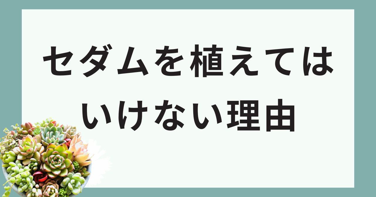 セダムを植えてはいけない理由＆後悔しない育て方