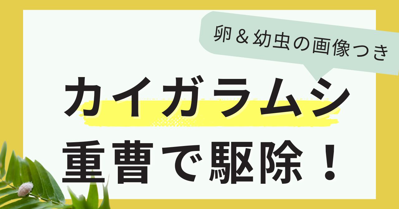 重曹でカイガラムシ駆除！卵・幼虫・成虫の違いも画像で紹介