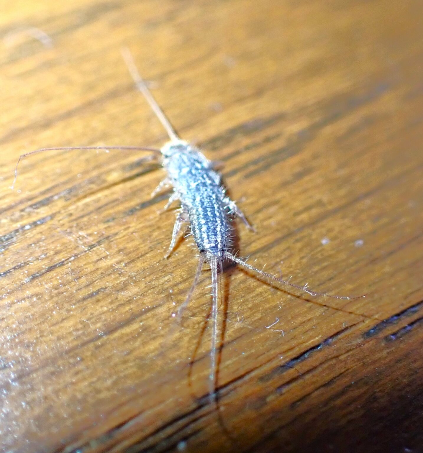足がいっぱい!ムカデみたいな小さい虫を見分ける方法|害獣と害虫の対策ガイド