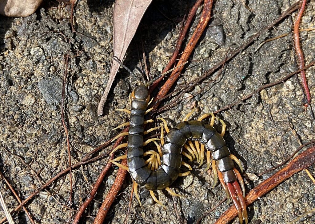 ムカデの毒はどこにある?危険性と刺されず駆除するための予防法|害獣と害虫の対策ガイド
