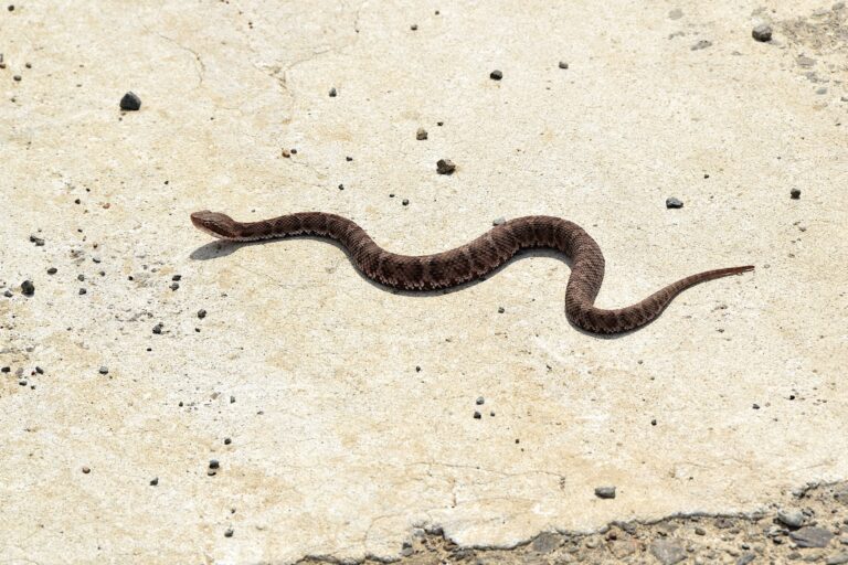 マムシの見分け方・画像で見る似ている毒蛇一覧|害獣と害虫の対策ガイド