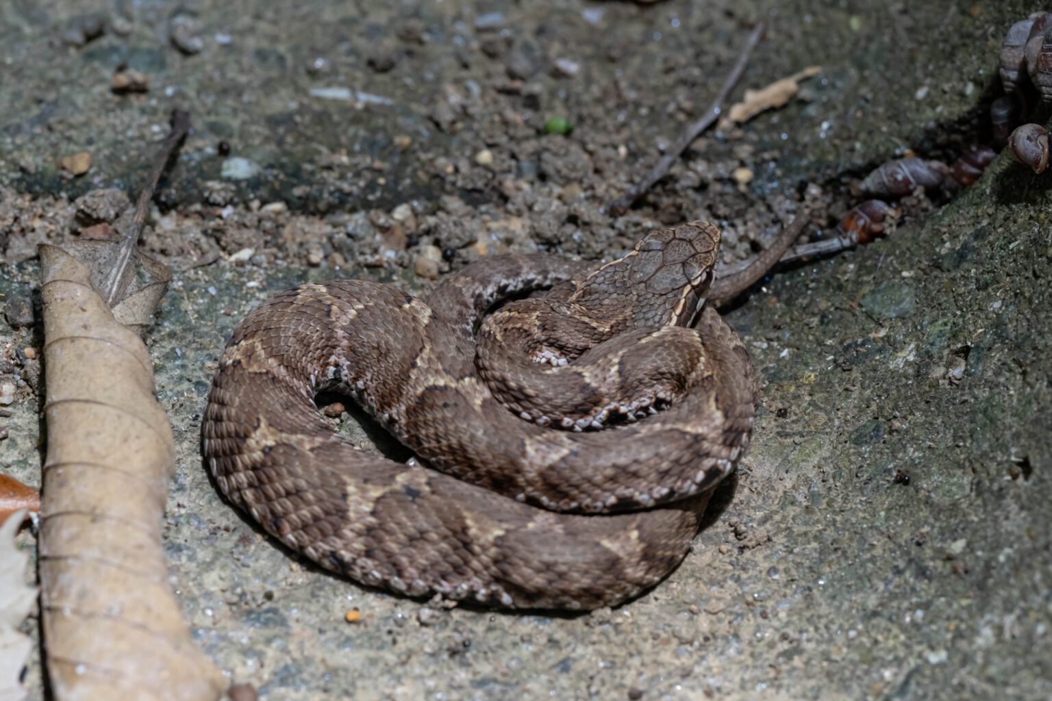 マムシの見分け方・画像で見る似ている毒蛇一覧|害獣と害虫の対策ガイド