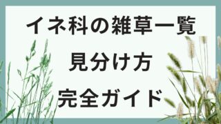 イネ科雑草一覧。見分け方完全ガイド