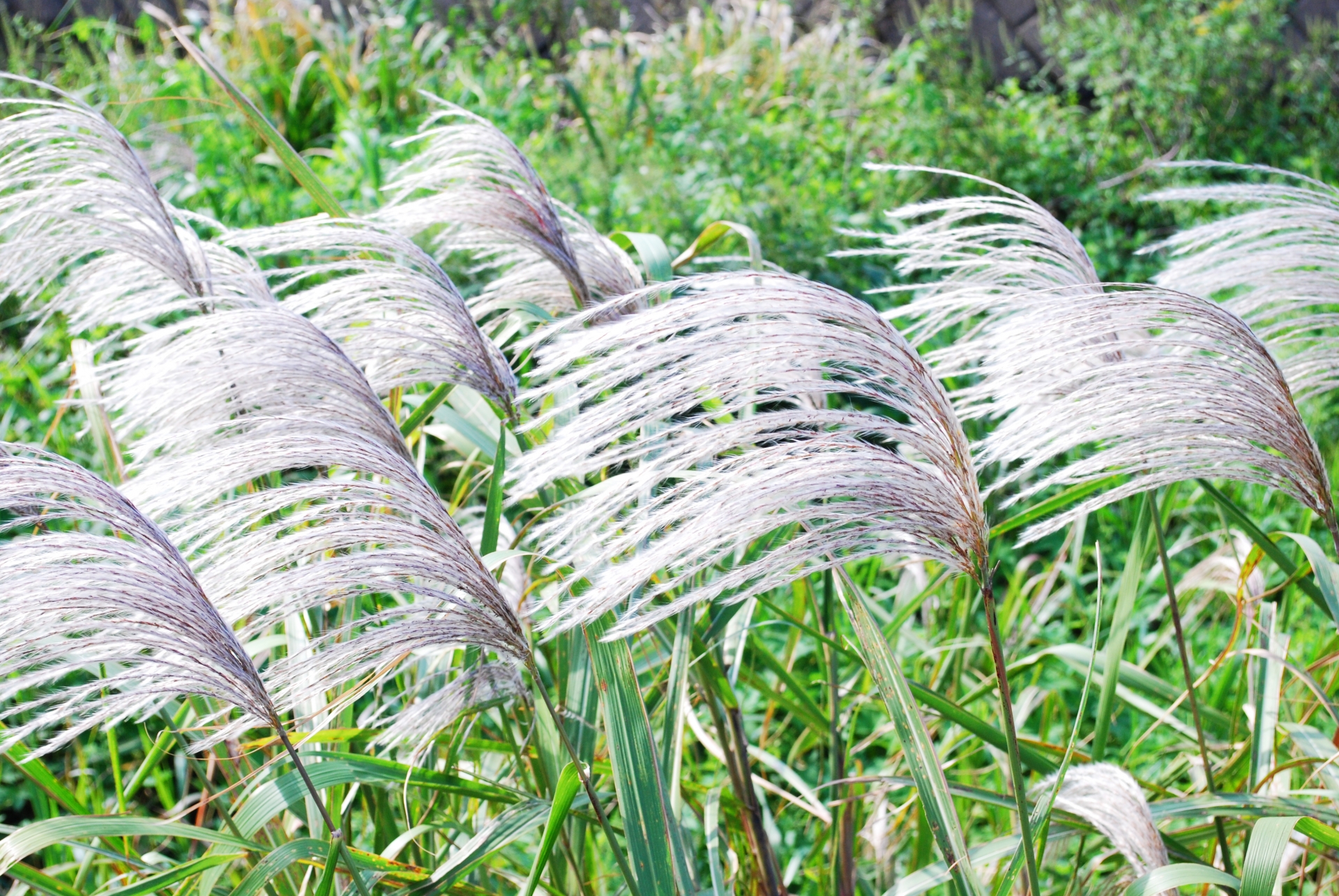 雑草チガヤの駆除対策ガイド|抜けない原因と効果的手順|害獣と害虫の対策ガイド