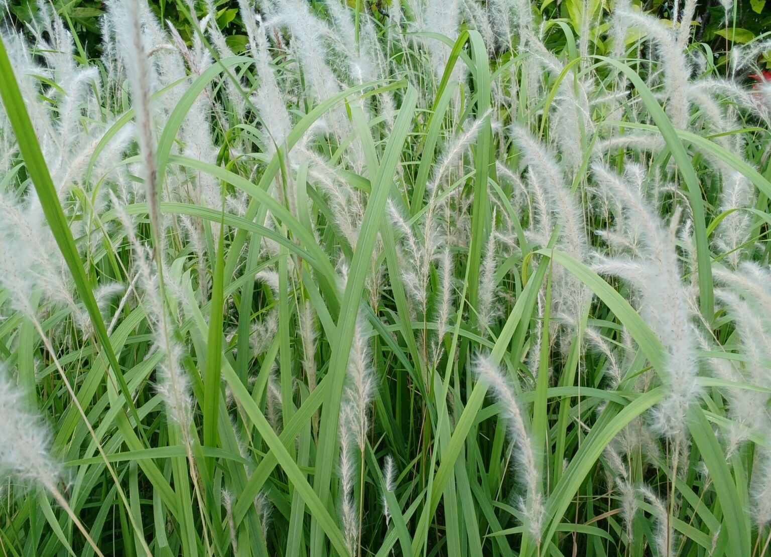 雑草チガヤの駆除対策ガイド|抜けない原因と効果的手順|害獣と害虫の対策ガイド