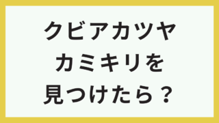 クビアカツヤカミキリを見つけたら?通報先と正しい対処法を解説